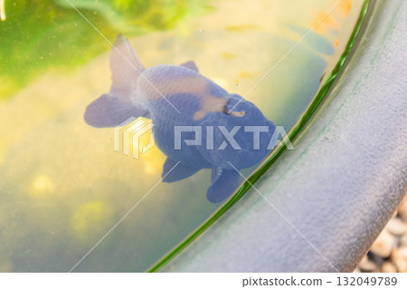 Goldfish in aquarium fish pond close up 132049789
