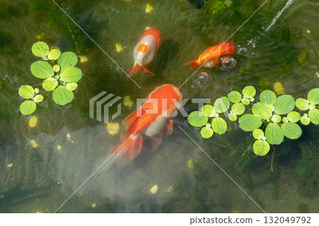 Goldfish in aquarium fish pond close up Goldfish in aquarium fish pond close up 132049792