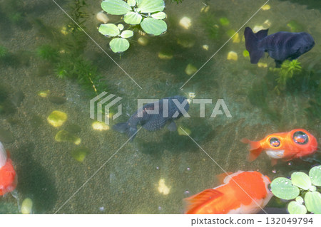 Goldfish in aquarium fish pond close up Goldfish in aquarium fish pond close up 132049794