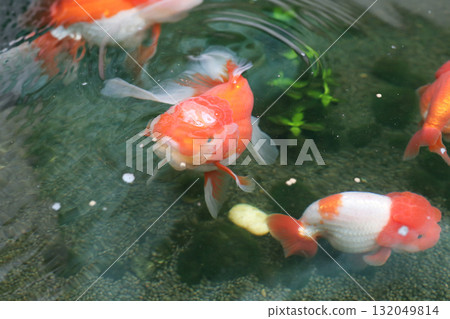 Goldfish swimming in aquarium fish pond close up Goldfish swimming in aquarium fish pond close up 132049814