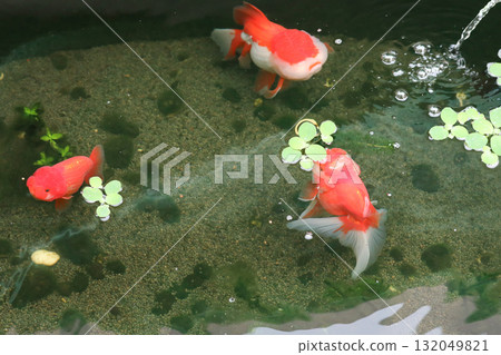 Goldfish swimming in aquarium fish pond close up Goldfish swimming in aquarium fish pond close up 132049821