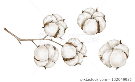 Watercolor illustration of cotton branches in neutral tones. Perfect for fabric and textile branding, organic packaging, natural cosmetics, boho wedding stationery, eco gift wrapping winter projects. 132049985