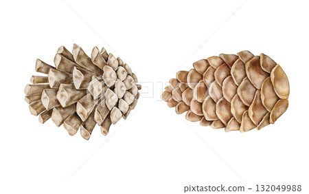Watercolor illustration of isolated two pine cones painted in warm brown tones clipart. Realistic Christmas and winter clipart for festive design, packaging, invitations, cards, and fabric prints. Watercolor illustration of isolated two pine cones painted in warm brown tones clipart. Realistic Christmas and winter clipart for festive design, packaging, invitations, cards, and fabric prints. 132049988