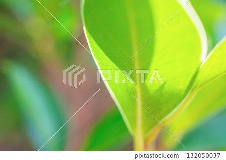 Natural plant green leaf in garden with bokeh background 132050037