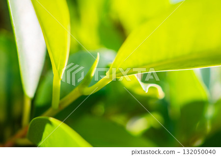 Natural plant green leaf in garden with bokeh background 132050040