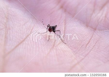 Aedes aegypti mosquitoes on human hand 132050166