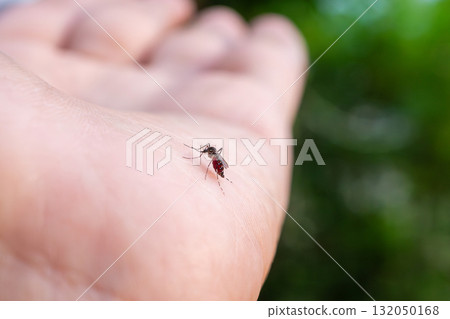 Aedes aegypti mosquitoes on human hand 132050168