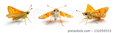 Orange moth Essex Skipper butterfly isolated on white background, showcasing insect detail and nature beauty 132050553