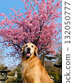 Cherry blossoms and dogs 132050777