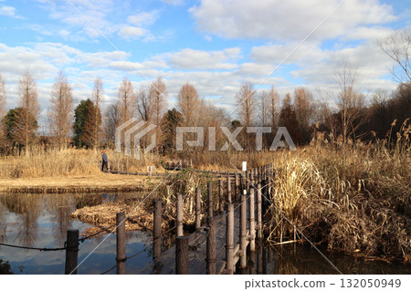 At Kawaguchi Natural Park in winter (Kawaguchi City, Saitama Prefecture) 132050949