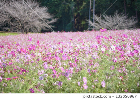 Scenery with cosmos 132050967