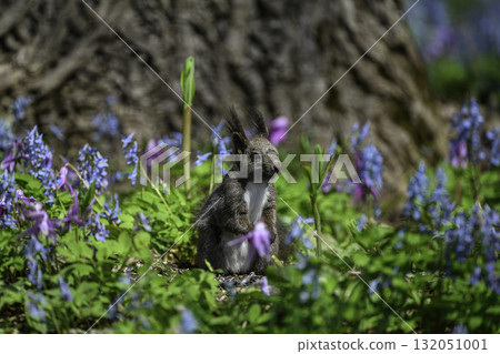 Catakli and Ezoengosaku and Ezoris 132051001