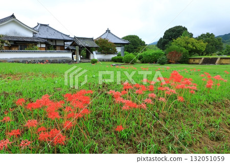 河原寺遺址三門和紅蜘蛛百合 132051059