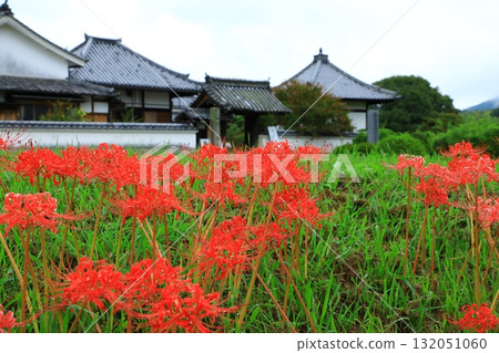 Kawaradera Temple ruins: Mountain gate and red spider lilies Kawaradera Temple ruins: Mountain gate and red spider lilies 132051060