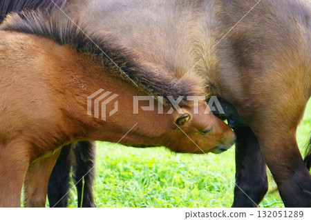 Baby pony drinking milk 132051289