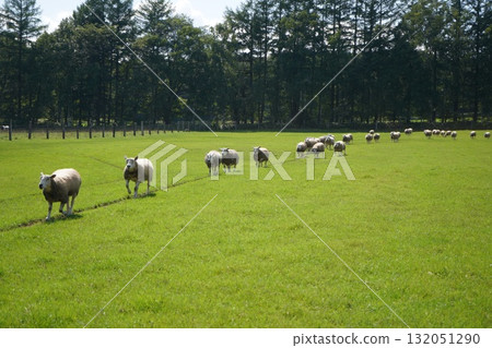 Sheep's March 132051290