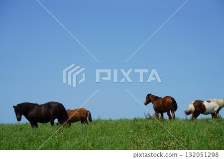 A mother and baby pony grazing in a pasture 132051298