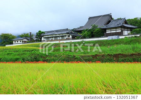 立花寺 - 石蒜花與田園風光 立花寺 - 石蒜花與田園風光 132051367