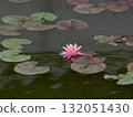 Water lily 132051430