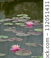 Water lily 132051431
