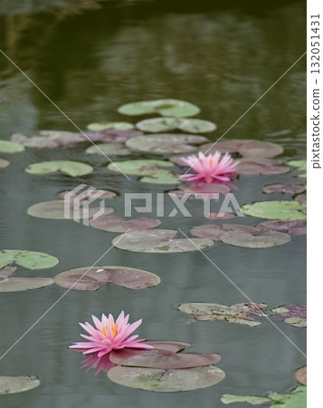 Water lily Water lily 132051431