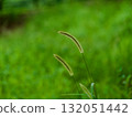 Cat slang 132051442