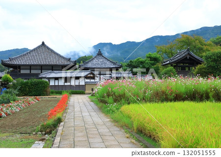 Panoramic view of Asukadera Temple from the ruins of the west gate: Cosmos in full bloom Panoramic view of Asukadera Temple from the ruins of the west gate: Cosmos in full bloom 132051555