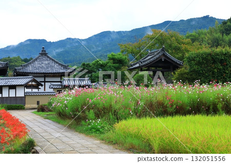 從西門遺址俯瞰飛鳥寺全景：盛開的波斯菊 132051556