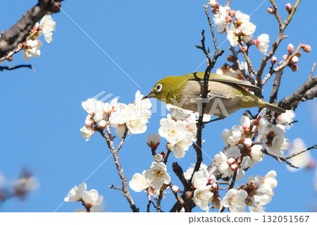Meiro stopping at the plum branch Meiro stopping at the plum branch 132051567