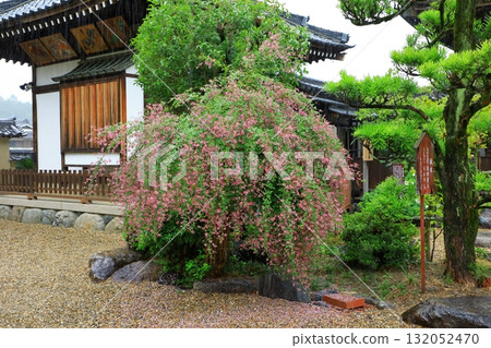 Asukadera Temple - Shiyuiden Hall and bush clover flowers in full bloom 132052470