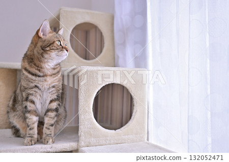 Window, curtains and cat, good morning scenery 132052471