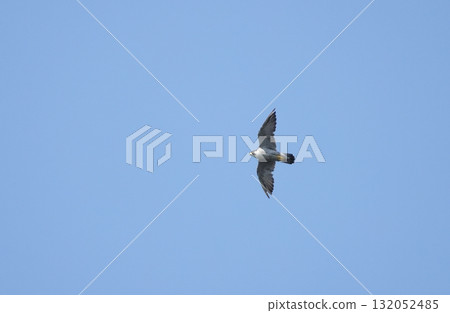 Flying falcon 132052485