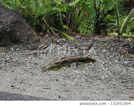 菲茨羅伊島——兩隻野鳥棲息在綠樹環繞的岩石露頭上 132052904