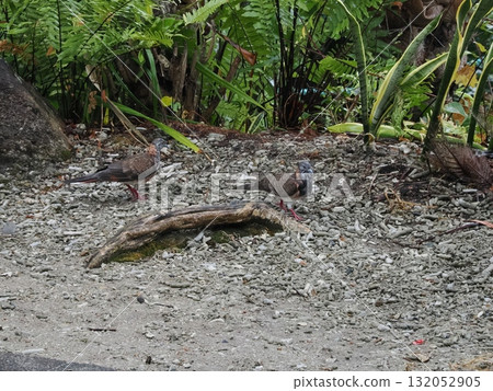 Fitzroy Island – Three pigeons on a gravel garden with a green background 132052905