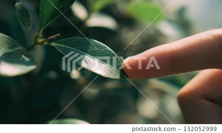 Close Up Of Green Leaf Being Touched By Fingertip In Sunlit Garden Setting 132052999
