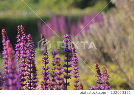 Close-up on blooming reddish-purple lavender 132053355