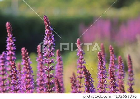 Close-up on blooming reddish-purple lavender Close-up on blooming reddish-purple lavender 132053356