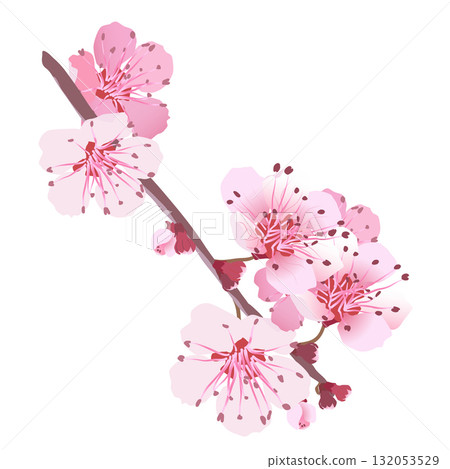Vector sakura flowers. Isolated realistic cherry bouquet. Spring, time for festivals. Onnu is traditionally a revered flower in Japan and China. Flowers for Mother's Day. 132053529