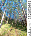 Well-maintained pine forest and footpaths 132053661