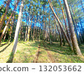 Pine forest and footpath 132053662