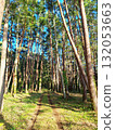 Footpath and forest 132053663