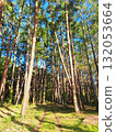Footpath and pine forest 132053664