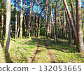Pine forest and footpath scenery 132053665