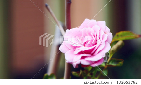一朵迷人的粉紅玫瑰 132053762