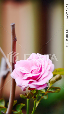 一朵迷人的粉紅玫瑰 132053763