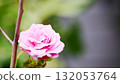 一朵迷人的粉紅玫瑰 132053764