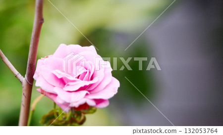 一朵迷人的粉紅玫瑰 132053764
