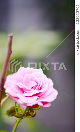 A bewitching single pink rose 132053765