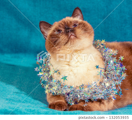 Funny chocolate colorpoint cat wrapped in glitter Christmas garland lying on a soft blue blanket 132053935