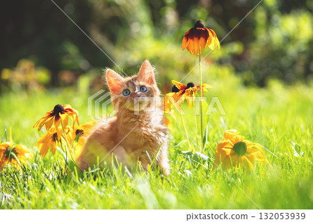Cute little red kitten lying on the lawn with Rudbeckia hirta (Black-eyed Susan) flowers in the summer garden 132053939